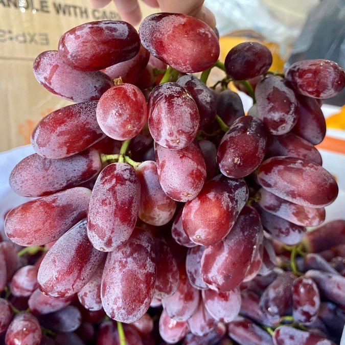 Nho đỏ long Crimson